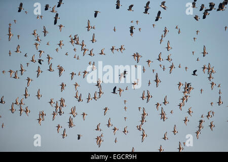 Uferschnepfe, Limosa Limosa, Gruppe im Flug, Gloucestershire, Januar 2015 Stockfoto