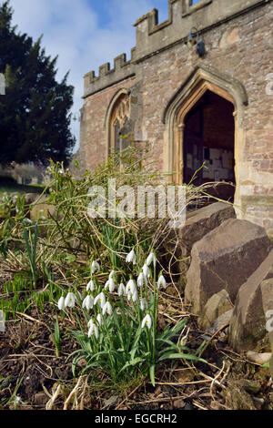 Schneeglöckchen im Kirchhof - Galanthus Nivalis Kirche St. George Priory, Dunster, Somerset Stockfoto