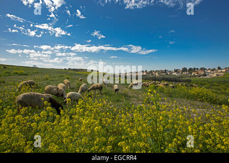 Herde von Schafen weiden in einem Feld von Wildblumen fotografiert in Israel Stockfoto