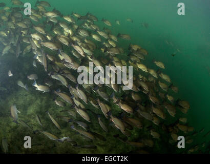 Schwarm von Gray Schnapper (Lutjanus früh), Crystal River, Florida, Vereinigte Staaten von Amerika Stockfoto