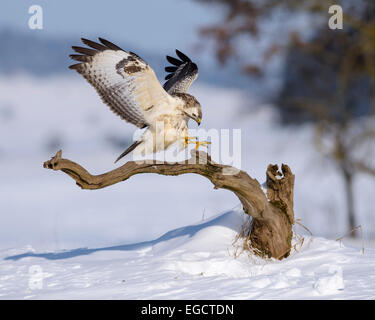 Bussard (Buteo Buteo), weiße Morph, Landung auf seinem Ast, verschneite Landschaft, Biosphere Reserve Schwäbisch-Alb Stockfoto