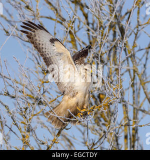 Bussard (Buteo Buteo), weiße Morph, thront auf einem Baum öffnen Flügel, Biosphere Reserve Schwäbische Alb, Baden-Württemberg, Deutschland Stockfoto