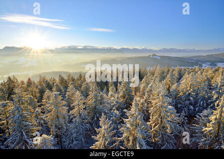 Sonnenaufgang über den Berner Alpen, Blick vom Chuderhüsi über verschneite Tannen in der Region Emmental, Berner Oberland Stockfoto