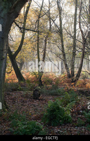 Nassen Wald. Eiche (Quercus Robur), links jüngere Downy Birken (Betula Pubescens) rechts. Setzlinge der Stechpalme (Ilex Aquifolium). Stockfoto