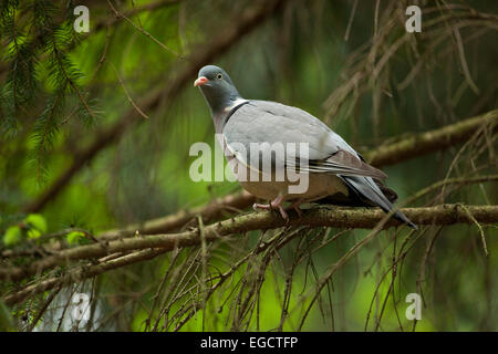 Ringeltaube (Columba Palumbus), Sachsen, Deutschland Stockfoto