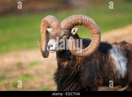 Europäischer Mufflon (Ovis Ammon Musimon), Ram, in Gefangenschaft, Bayern, Deutschland Stockfoto