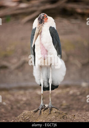 Marabou Storch (Leptoptilos Crumeniferus), Gefangenschaft, Thüringen, Deutschland Stockfoto