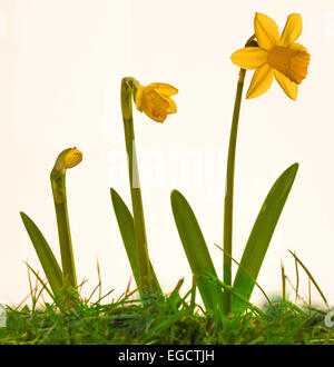 Narzisse (Narcissus), verschiedenen Wachstumstadien Stockfoto