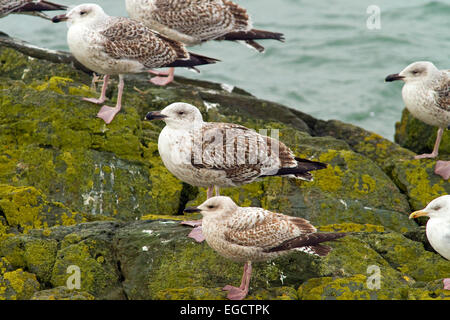 Unreife große schwarz gesichert und Hering Gulls,Clogherhead,Co.Louth,Ireland Stockfoto