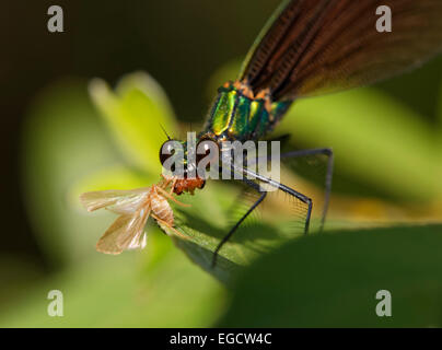 Schöne Prachtlibelle (Calopteryx Virgo), Weibchen mit Beute, Provinz Antalya, Mittelmeer Region, Türkei Stockfoto