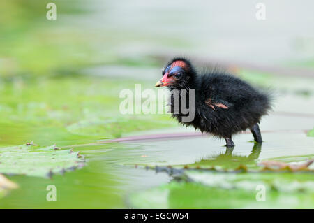 Teichhühner (Gallinula Chloropus), Küken, North Rhine-Westphalia, Germany Stockfoto