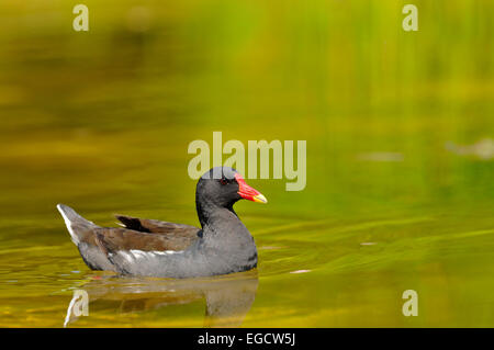 Teichhühner (Gallinula Chloropus), auf dem Wasser, Nordrhein-Westfalen, Deutschland Stockfoto