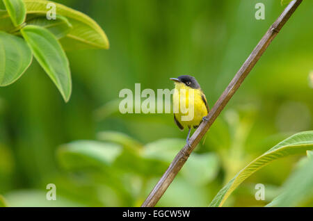 Gemeinsamen Tody-Fliegenschnäpper (Todirostrum Cinereum) thront auf einem Ast, Provinz Alajuela, Costa Rica Stockfoto