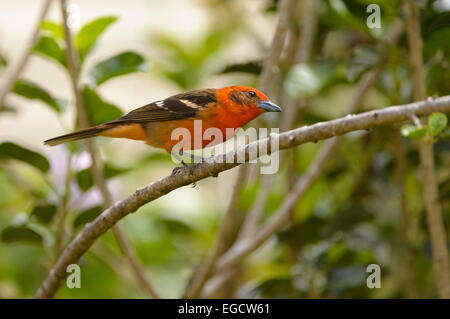 Flamme-farbige Voegel (Piranga Bidentata) thront auf einem Ast, der Nationalpark Los Quetzales, Provinz San José, Costa Rica Stockfoto