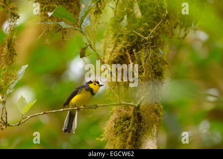 Halsband Whitestart, thront auf einem Ast, der Nationalpark Los Quetzales auch Collared Gartenrotschwänze (Myioborus Manlius) Stockfoto