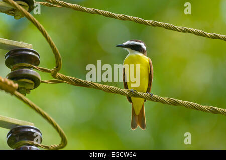 Große Kiskadee (Pitangus Sulphuratus) thront auf einer Hochspannungsleitung, Provinz Puntarenas, Costa Rica Stockfoto