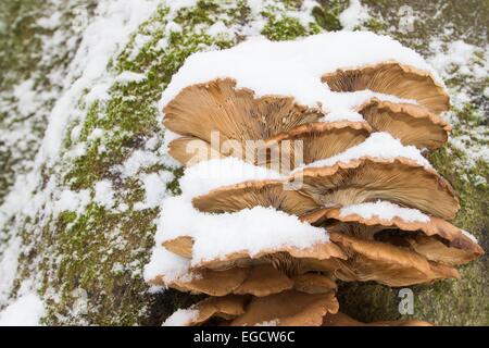 Austernpilze (Pleurotus Ostreatus) im Winter, Hessen, Deutschland Stockfoto