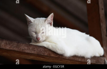 Weiße Katze Porträt Stockfoto