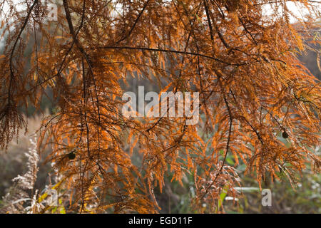 Sumpf-Zypresse (Taxodium Distichum). Herbst oder Herbst Laub. Eingeführte Exemplar. VEREINIGTES KÖNIGREICH. Calthorpe breit. NNR. SSSI. RAMSAR. Stockfoto