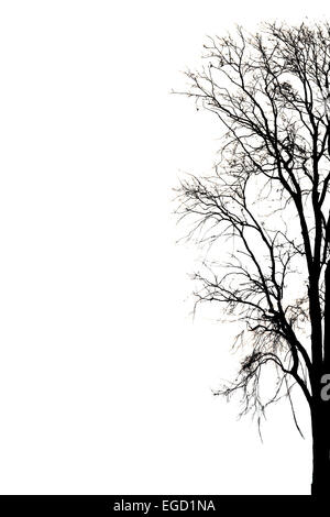 Silhouette des toten Baum auf weißem Hintergrund. Stockfoto