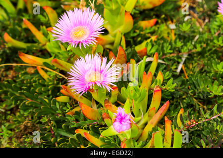 Die rosa Blume Khoi Acinaciformis rund um Strände in Zypern Stockfoto