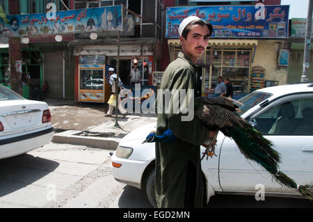 Kabul Straßenszene. Mann beim Überqueren der Straße tragen einen Pfau. Stockfoto