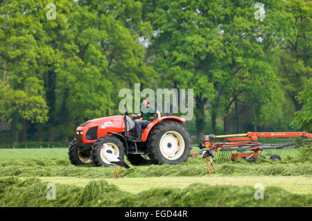 Zwei Störche auf Futtersuche an Orten, wo ein Bauer auf seinem Traktor den Rasen mähen hat Stockfoto