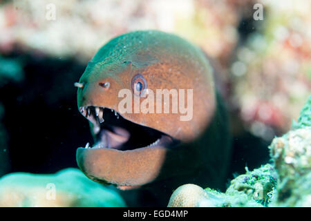 Gelbgefleckte Giant Moray Eel Gesicht gut mit natürlichem Licht beleuchtet Stockfoto