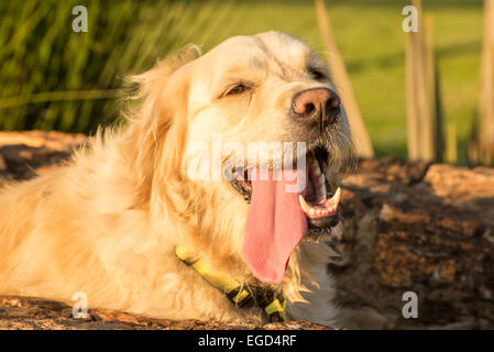 Eine durstige und müde Golden Retriever liegt in dem Wasserkanal mit der Zunge aus dem Mund hängen. Stockfoto