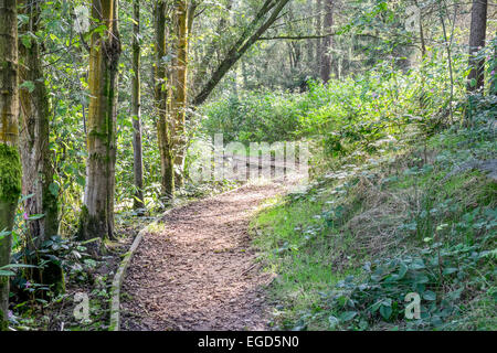 ein Pfad führt durch ein Waldgebiet mit Wellen von Licht, das durch die Bäume. Stockfoto