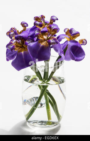 Blaue Iris in einer Vase auf weißem Hintergrund Stockfoto