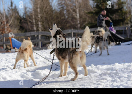 Heulende Siberian Husky-Hunde vor dem Start bei einem Hundeschlitten-Rennen in Rumänien, Siebenbürgen. Stockfoto