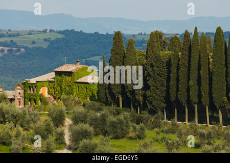 Landsitz mit Olivenbäumen und Zypressen in der Nähe von Montalcino, Provinz Siena, Toskana, Italien, Europa Stockfoto