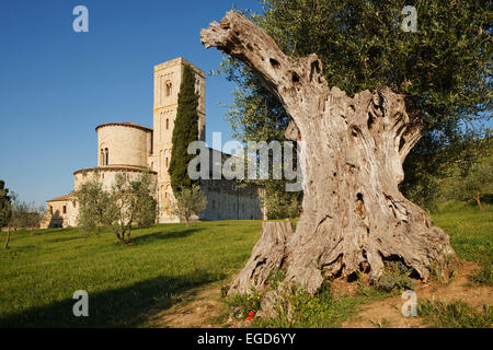 Olivenbaum in der Nähe der Abtei von Sant Antimo, Abbazia di Sant Antimo, 12. Jahrhundert Romanesque Architektur, in der Nähe von Montalcino, Provinz Siena, Toskana, Italien, Europa Stockfoto