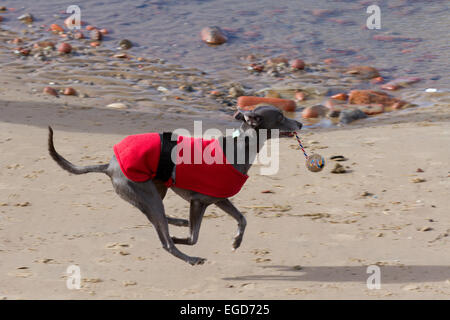 Hund spielt am Strand, Liverpool, Merseyside, UK. 23. Februar 2015. UK Wetter: rot beschichtet Greyhound spielen mit Kugel am Crosby Beach Gutschrift: Stockfoto