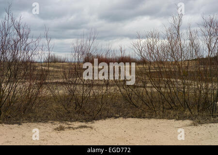 Willow-Büsche in den Dünen am Meer mit Wolken am Himmel im zeitigen Frühjahr Stockfoto