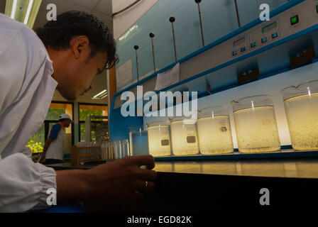 Ein Wissenschaftler, der an einem von Aetra, einem der Wasserversorger von Jakarta, betriebenen Testlabor für die Wasserqualität der Quelle in Ost-Jakarta, Indonesien, arbeitet. Stockfoto