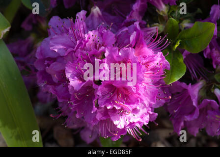 Rhododendron ponticum, eine invasive wild Rhododendron Stockfoto