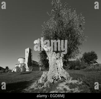 Olivenbaum vor der Abtei Abbazia di Sant Antimo, 12. Jahrhundert Romanesque Architektur, in der Nähe von Montalcino, Provinz Siena, Toskana, Italien, Europa Stockfoto