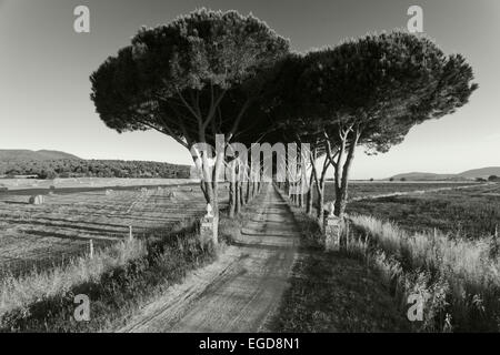 Kiefer Baum Gasse, Parco Naturale di Maremma Naturpark, Provinz Grosseto, Toskana, Italien, Europa Stockfoto