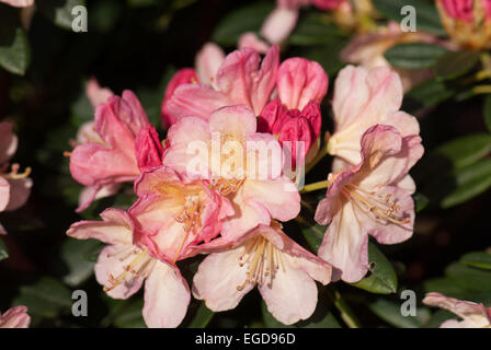 Rhododendron ' Percy Wiseman' Stockfoto