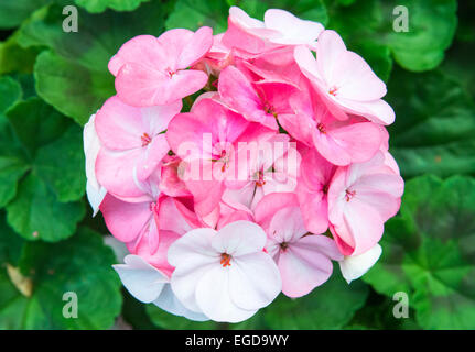 Rosa Christus Thorn Blume im kleinen Garten des Stadthauses. Stockfoto