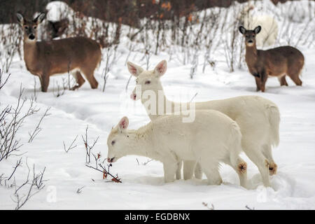 Boulder Junction, Wisconsin, USA. 28. Januar 2015. Eine All-weiße Doe und seine Reh in einem offenen Bereich zusammen mit normal gefärbten whitetailed Rehe füttern. Eine dritte weiße Hirsche kann im Hintergrund zu sehen. Die Hirsche sind lokal bekannt als '' ghost Hirsch. © Keith R. Crowley/ZUMA Draht/Alamy Live-Nachrichten Stockfoto