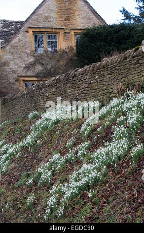 Schneeglöckchen auf einer Bank am Straßenrand in einem Cotswold-Dorf. Oberen anschwellen, Cotswolds, England Stockfoto