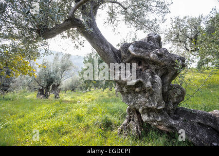 Alte Olivenbäume in der Nähe von Deià, Mallorca, Spanien Stockfoto