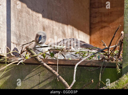 Afrikanische White Backed Vulture (abgeschottet Africanus) am Nest Stockfoto