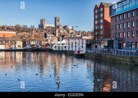 Brayford Pool, Lincoln, ein beliebter Ort für die Höckerschwäne, die weiter flussaufwärts am Fluss Witham züchten. Stockfoto