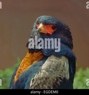 Bateleur (Terathopius Ecaudatus) Stockfoto