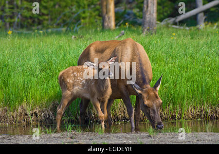 Baby Elch und Mutter Elch, Yellowstone-Nationalpark, Wyoming, Vereinigte Staaten von Amerika Stockfoto