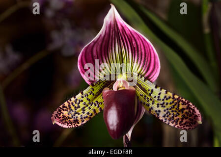 Paphiopedilum Venus Slipper Orchidee Blume Hybrid auf dunklem Hintergrund Stockfoto